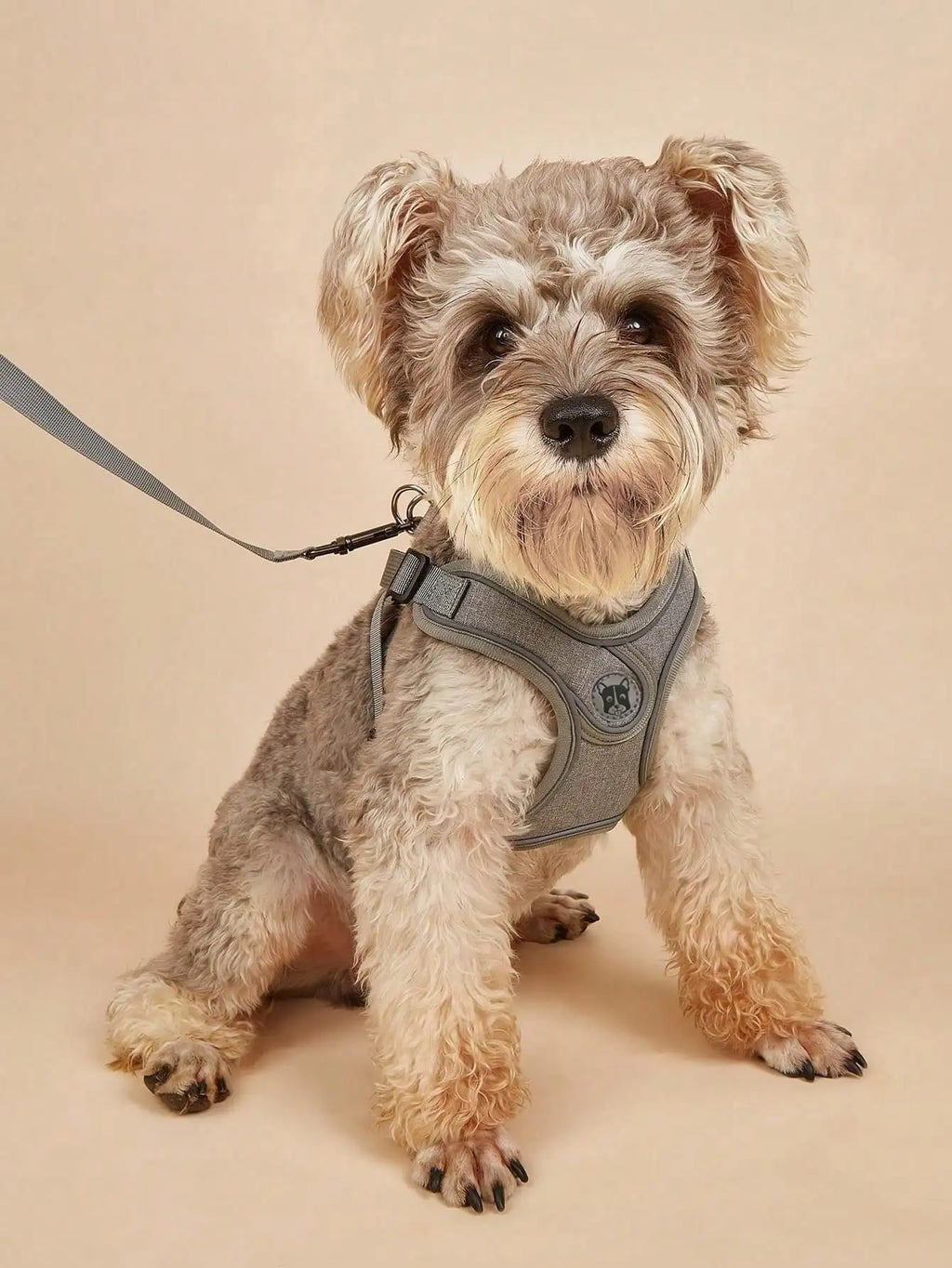 Coleira Peitoral para Cães Pequenos e Médios, Anti-Puxão, Conjunto de Coleira e Guia para Filhotes, Coleira Peitoral de Vestir para Caminhada, Corrida e Treinamento